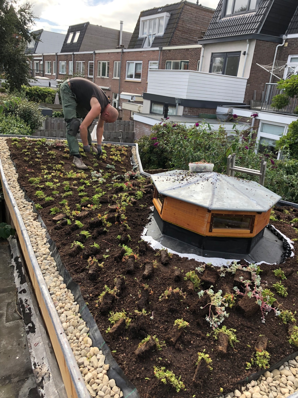 Sedum aanleg op het dak