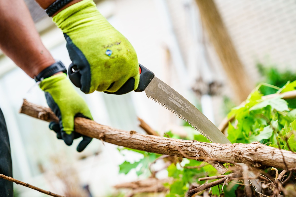 Een snoeibeurt is essentieel om de groei van planten in het voorjaar te bevorderen