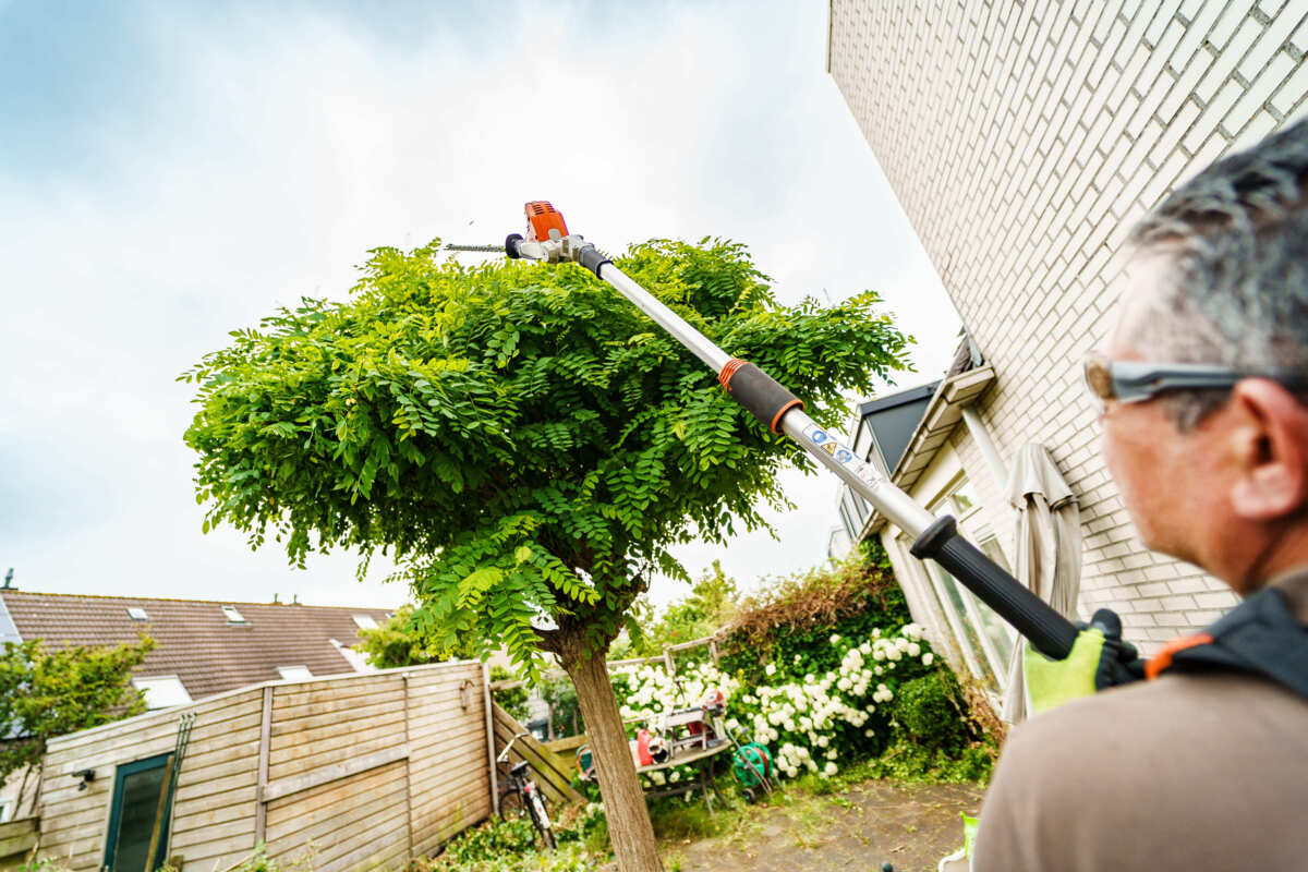 Snoeibeurt van een boom