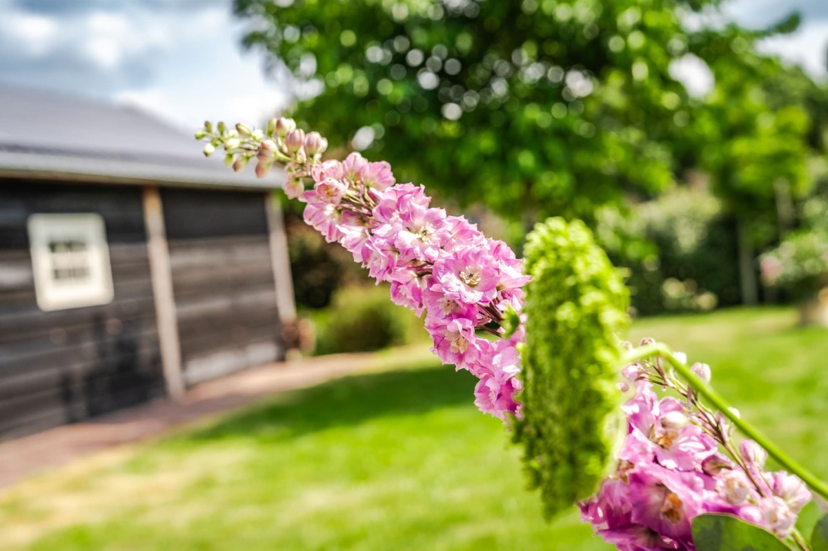 Bloeiende beplanting in natuurlijke tuin