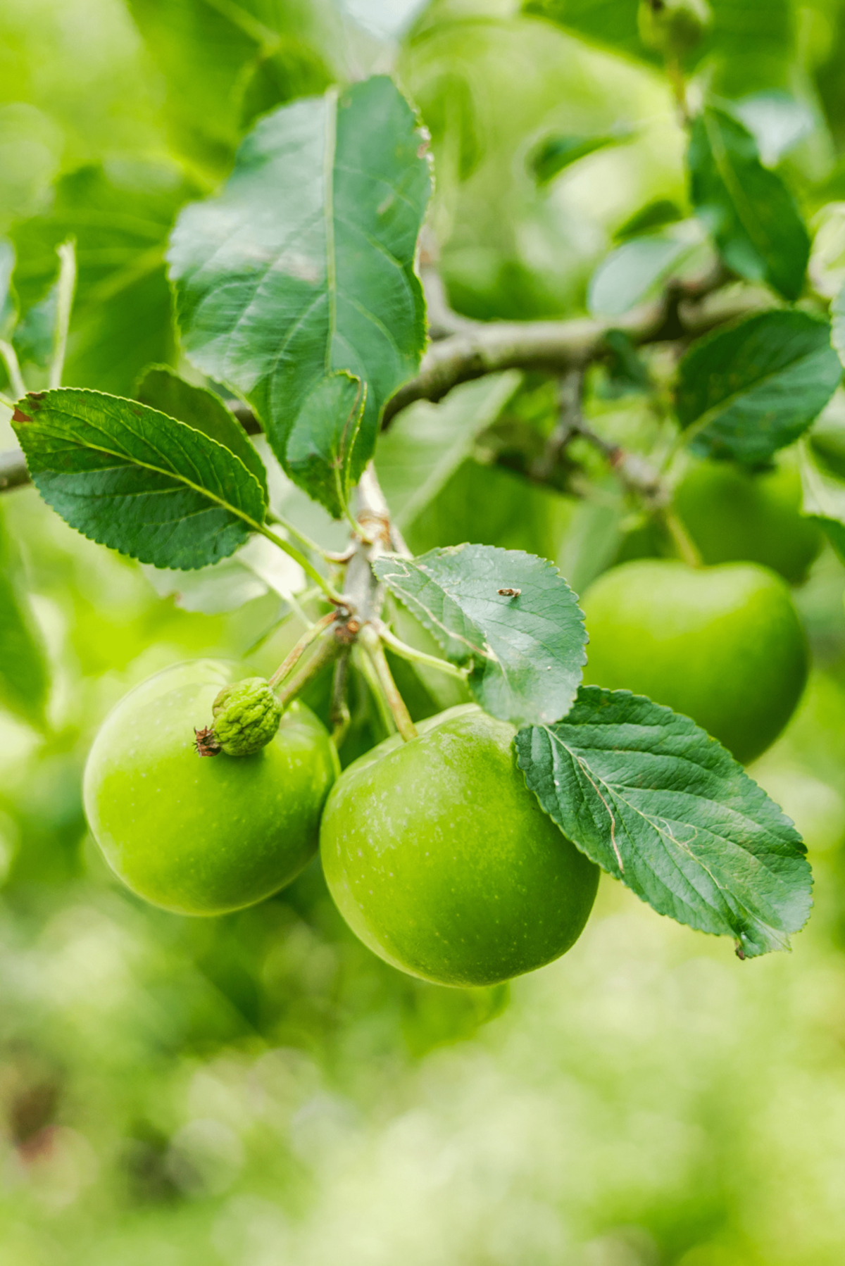Groene appels aan appelboom