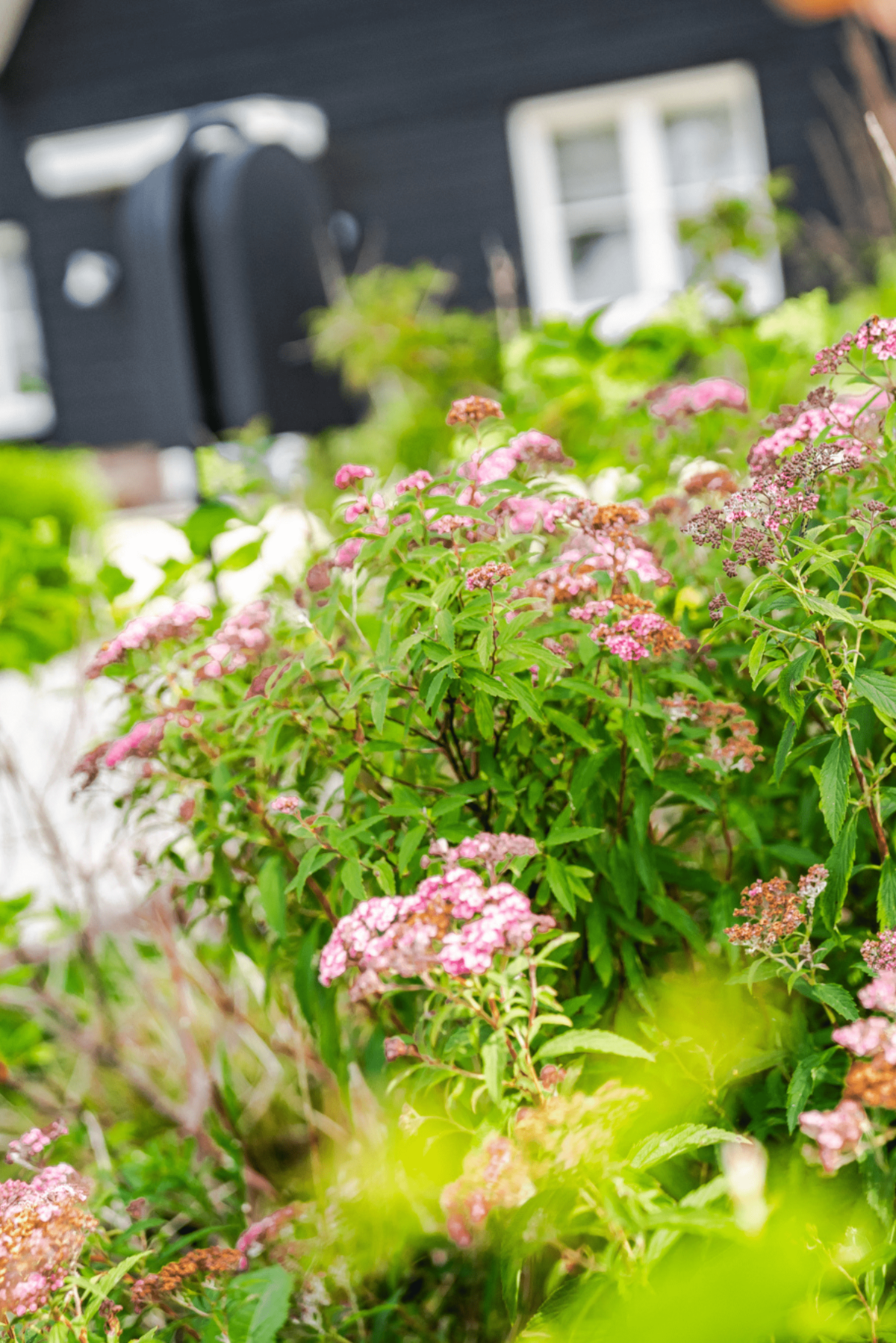 Border vol kleurrijke beplanting