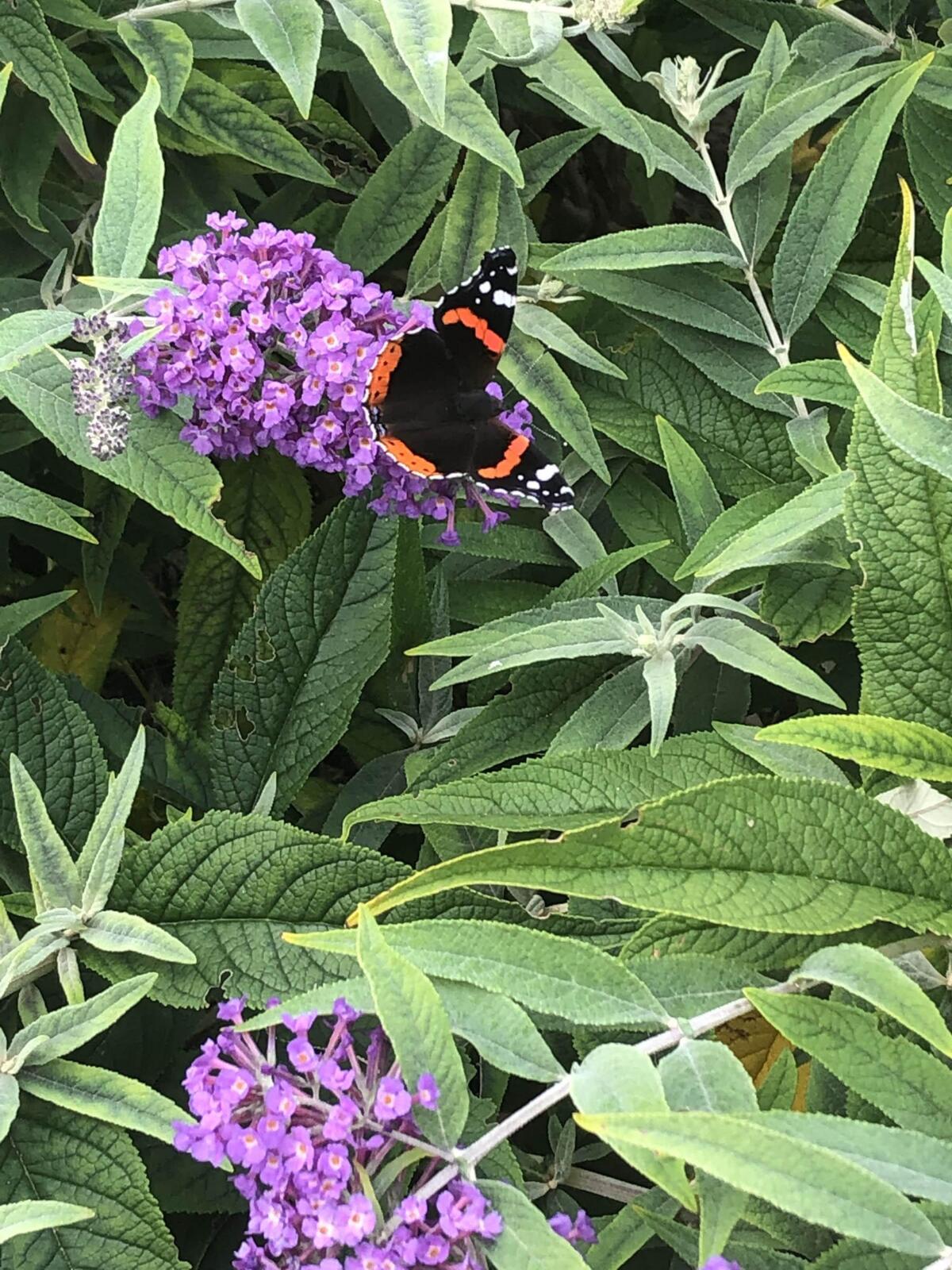 Vlinderstruik beplanting